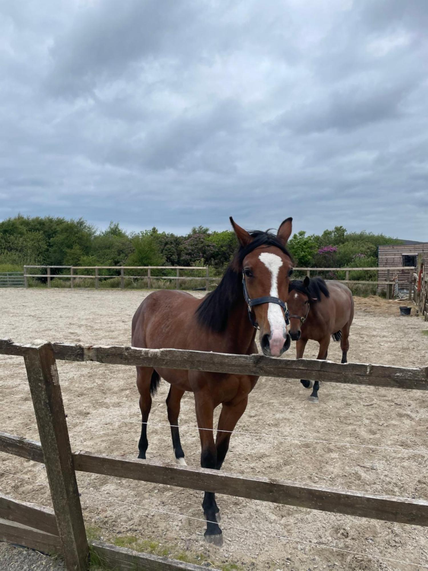 Letterfrack Farmhouse On Equestrian Farm In Letterfrack Beside Connemara National Park Tullywee Bridge Bagian luar foto