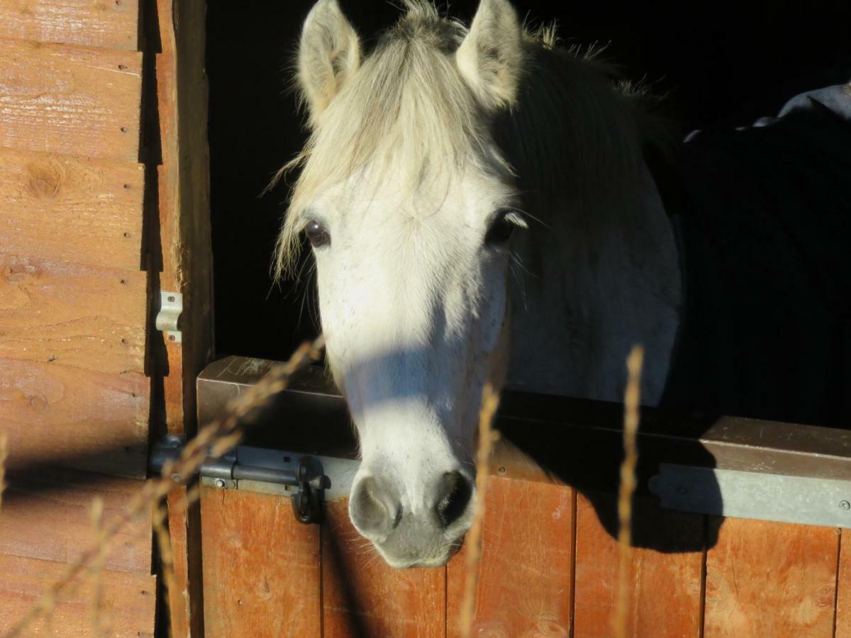 Letterfrack Farmhouse On Equestrian Farm In Letterfrack Beside Connemara National Park Tullywee Bridge Bagian luar foto